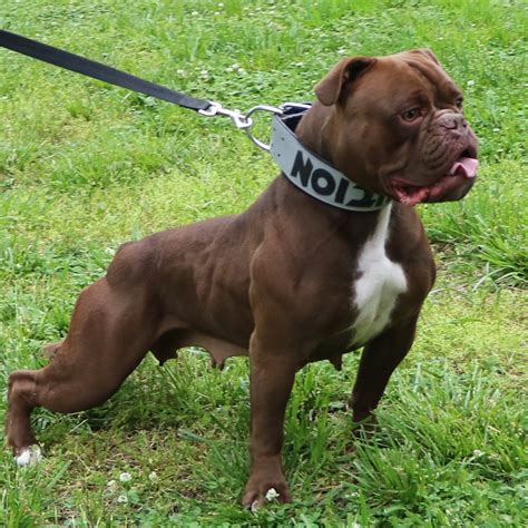 old english bulldogge female.